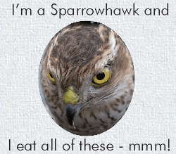 I eat on average 3 sparrow sized birds every day - That's over 1000 every year so I need some extra nest boxes too!